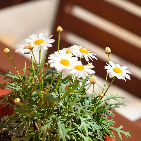 شقة Katherine's *